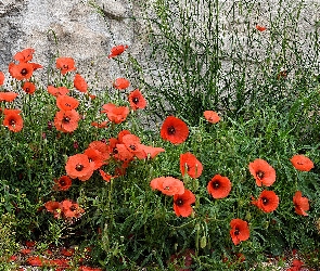 Czerwone, Trawa, Ściana, Maki