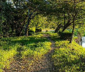 Drzewa, Staw, Trawa, Ścieżka, Park
