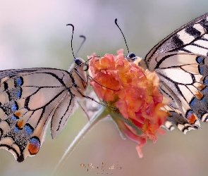 Motyle, Makro, Kwiat, Paź królowej