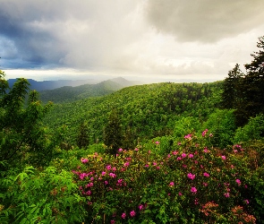 Stany Zjednoczone, Rododendrony, Krzewy, Karolina Północna, Chmury, Drzewa, Góry, Appalachy, Las, Kwiaty
