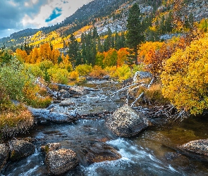 Drzewa, Bishop Creek, Rzeka, Stany Zjednoczone, Góry, Krzewy, Kalifornia, Jesień