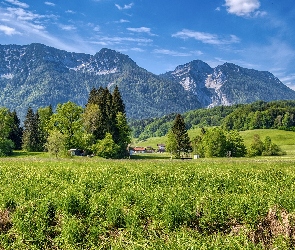Bayerische Voralpen, Domy, Góry, Trawa, Bawaria, Drzewa, Niemcy, Inzell