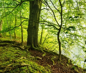 Zielony, Las, Ścieżka, Wystające, Korzenie, Drzewa