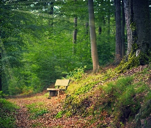 Ławka, Ścieżka, Las, Drzewa