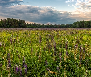 Drzewa, Trawa, Łąka, Łubin