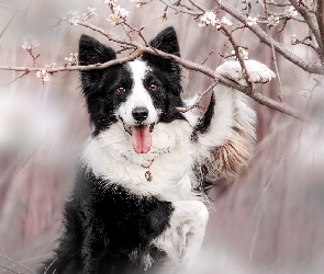 Biało-czarny, Gałązki, Border collie, Okwiecone, Pies