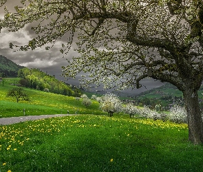 Kwitnące, Droga, Góry, Wiosna, Trawa, Drzewa, Chmury, Mniszek lekarski