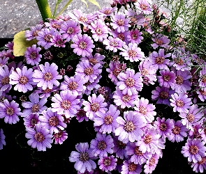 Kwiaty, Cyneraria, Fioletowe