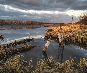 Jezioro, Drzewa, Trawa, Sucha