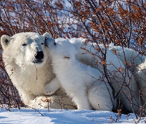 Dwa, Niedźwiedzie polarne, Gałęzie, Niedźwiadek, Krzewy, Mały