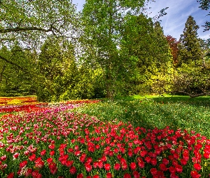 Kolorowe, Tulipany, Wiosna, Gałęzie, Badenia-Wirtembergia, Niemcy, Park, Wyspa Mainau, Kwiaty, Ogród, Drzewa