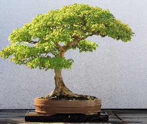 Zielone, Bonsai, Drzewko