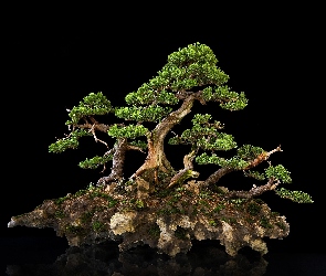 Tło, Ciemne, Drzewko, Bonsai