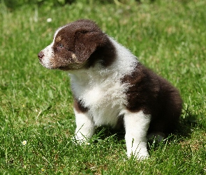 Trawa, Border collie, Pies, Szczeniak