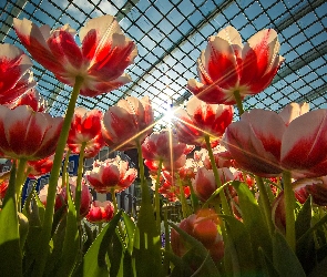 Szklarnia, Promienie słońca, Tulipany