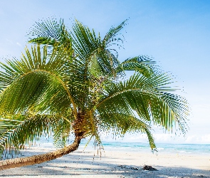 Tropiki, Palma, Piasek, Plaża, Morze, Pochylona