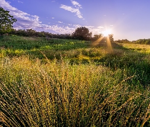 Wschód słońca, Trawa, Łąki, Drzewa, Wzgórza