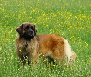 Duży, Leonberger