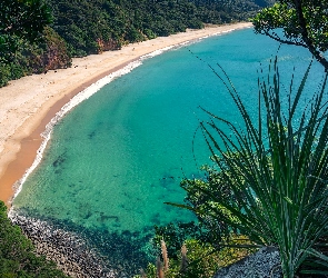 Zatoka, New Chums Beach, Plaża, Nowa Zelandia, Rośliny, Wainuiototo Bay, Whangapoua, Wybrzeże