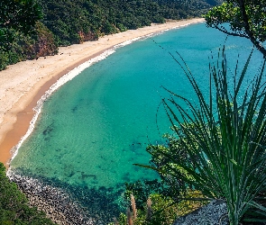 New Chums Beach, Wainuiototo Bay, Plaża, Zatoka, Whangapoua, Wybrzeże, Nowa Zelandia, Rośliny