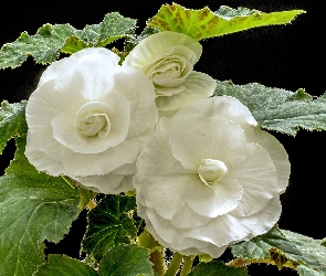 Liście, Kwiaty, Begonia bulwiasta, Białe