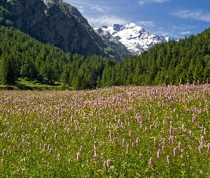 Góry Alpy, Włochy, Kwiaty, Drzewa, Park Narodowy Gran Paradiso, Łąka, Lasy