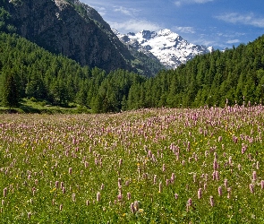 Łąka, Park Narodowy Gran Paradiso, Góry Alpy, Kwiaty, Drzewa, Włochy, Lasy