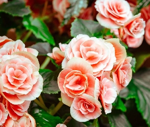 Begonia bulwiasta