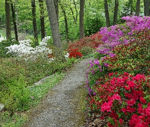 Ścieżka, Różaneczniki, Azalie, Kwiaty, Park