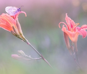 Motyl, Lilie, Kwiaty, Niestrzęp głogowiec