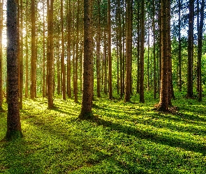 Las, Poszycie, Słoneczne, Drzewa, Światło, Leśne