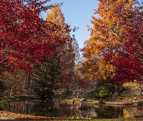 Park, Staw, Jesień, Drzewa