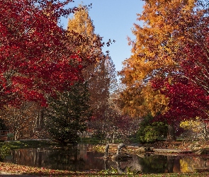 Jesień, Park, Staw, Drzewa