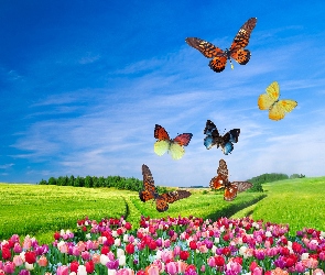 2D, Motyle, Pole, Tulipany