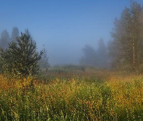 Mgła, Trawa, Polana, Drzewa