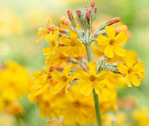 Kwiat, Żółty, Rozmyte tło, Prymula, Primula beesiana, Pierwiosnek