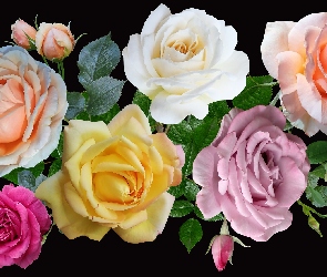 2D, Róże, Różnokolorowe, Kwiaty