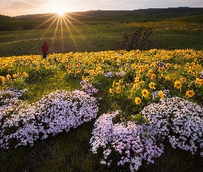 Stany Zjednoczone, Wschód słońca, Floks, Łąka, Wzgórze, Balsamorhiza, Rezerwat przyrody Columbia River Gorge, Postać, Stan Waszyngton, Kwiaty