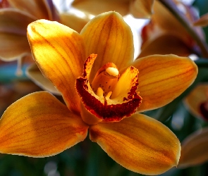 Storczyk, Orchidea, Kwiat