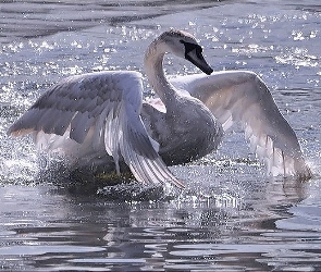 Woda, Łabędź, Skrzydła