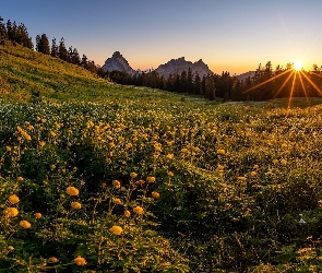 Góry, Promienie słońca, Kanton Schwyz, Szwajcaria, Pełnik europejski, Łąka, Zbocze, Kwiaty, Alpy