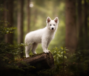 Las, Pniak, Pies, Biały, Szczeniak, Biały owczarek szwajcarski
