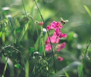Pszczoła, Groszek polny, Rośliny, Kwiaty