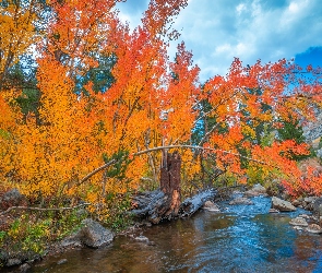 Rzeka, Kamienie, Krzewy, Jesień, Drzewa