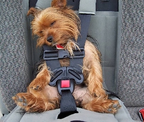 Pasy, Samochód, Yorkshire Terrier