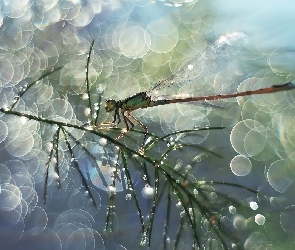 Ważka, Bokeh, Gałązka