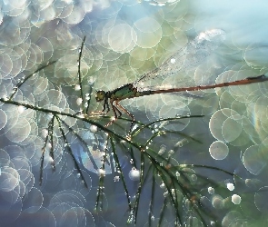 Gałązka, Bokeh, Ważka