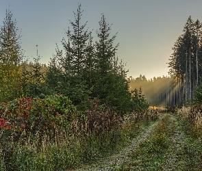 Las, Droga, Drzewa, Trawa, Krzewy, Ścieżka