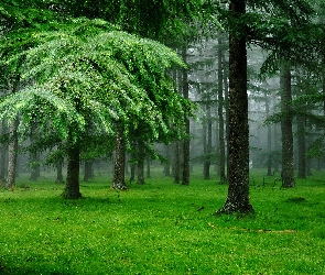 Las iglasty, Mgła, Ściółka, Polana, Drzewa