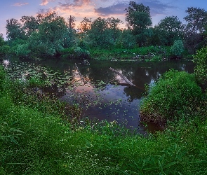 Wschód słońca, Roślinność, Trawa, Drzewa, Staw